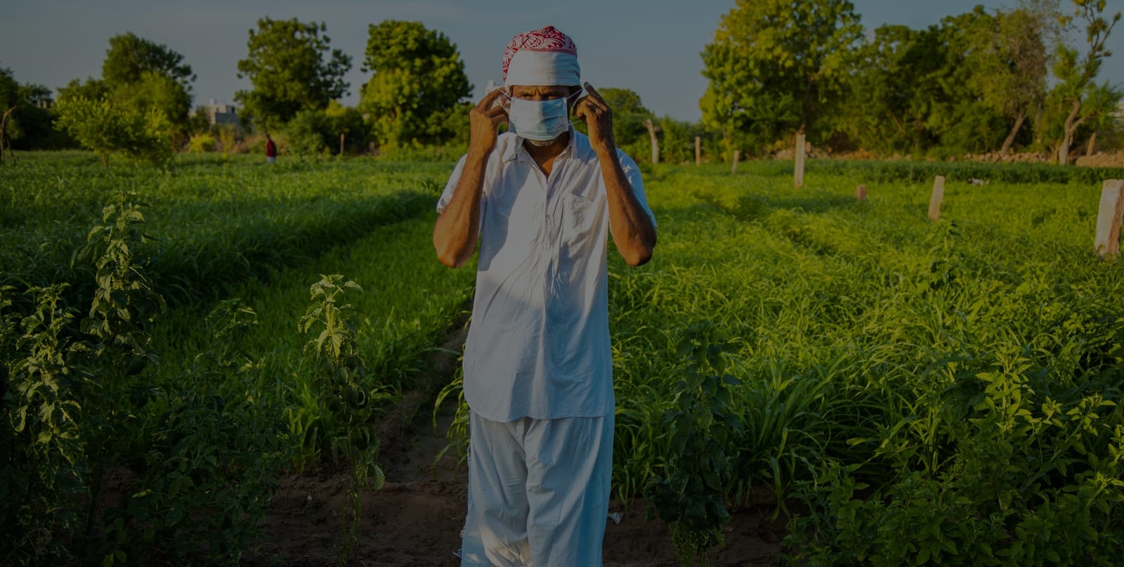 A farmer standing between rows of a green crop, pulling a surgical mask over his face