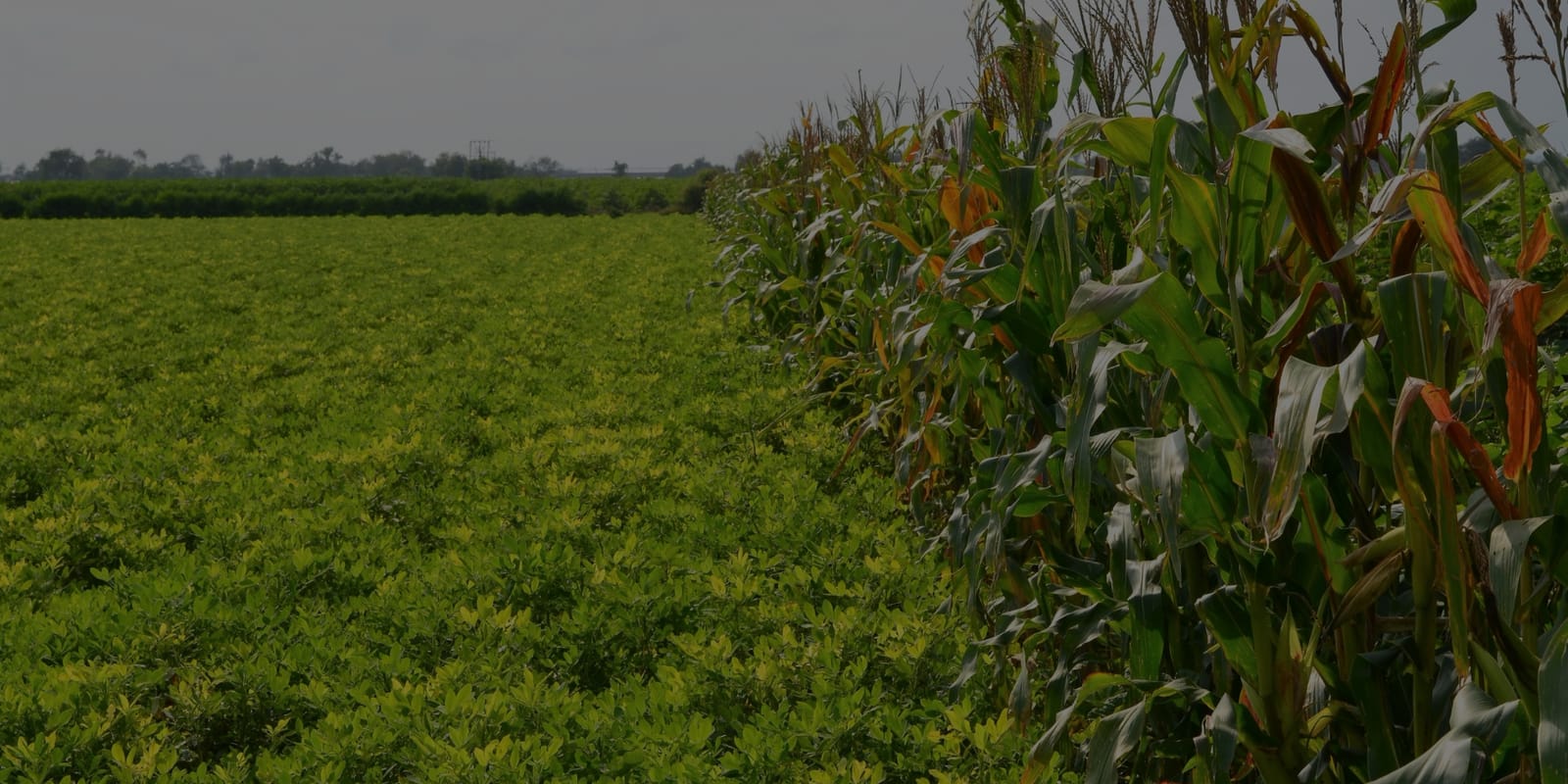 A groundnut field in flower with a row of standing maize along its edge, in Amreli district