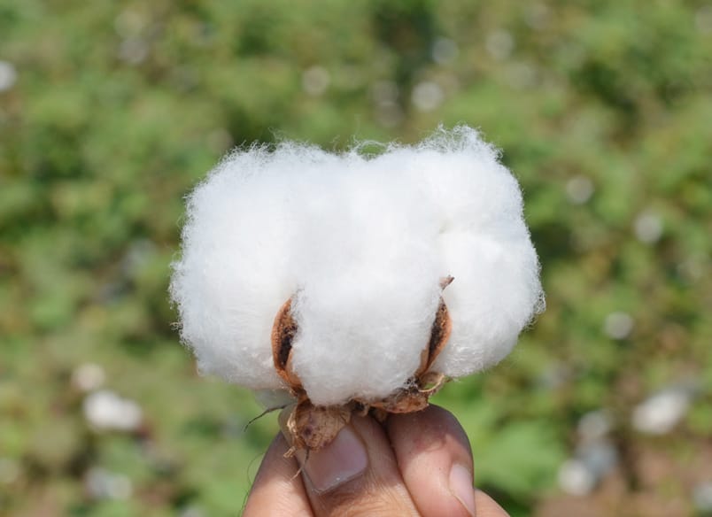 A hand holding an open cotton boll at close range, with a cotton field out of focus behind it